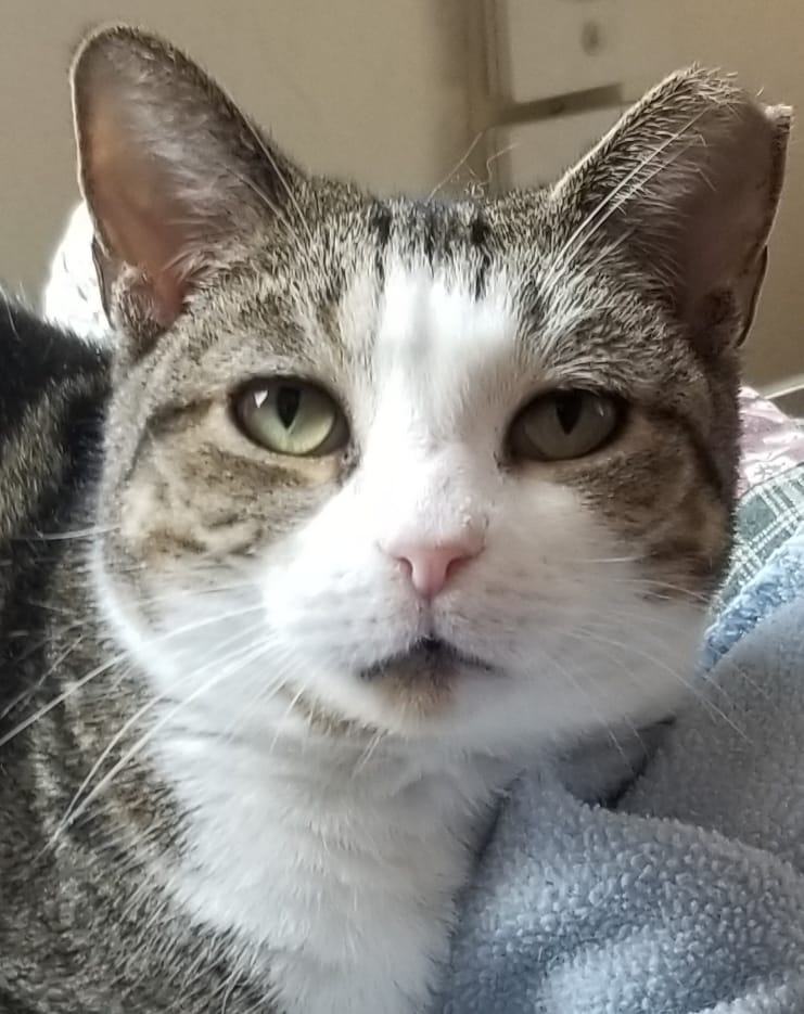 Maya, a Adoptable Domestic Short Hair in Austin, TX image 2/9