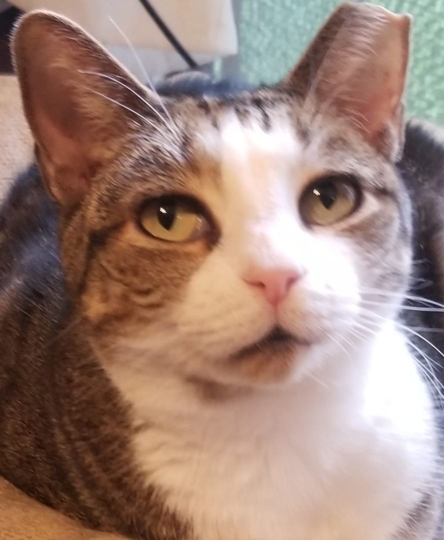 Maya, a Adoptable Domestic Short Hair in Austin, TX image 3/9