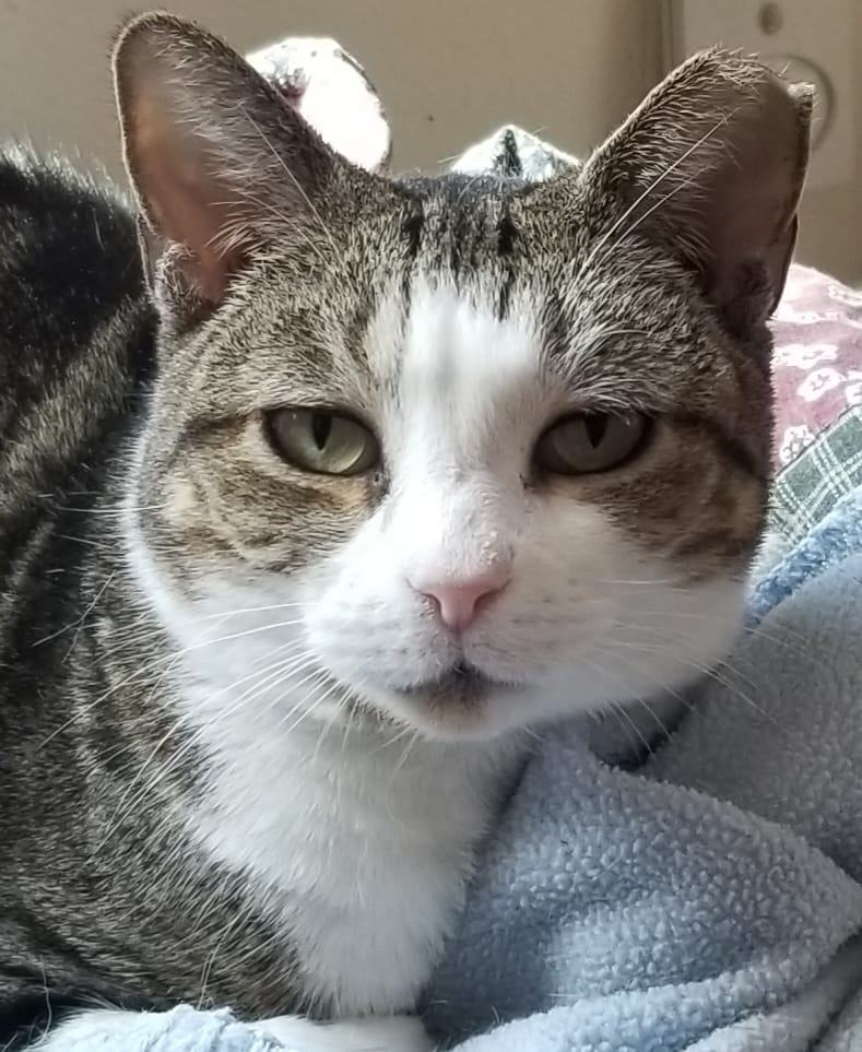 Maya, a Adoptable Domestic Short Hair in Austin, TX image 4/9