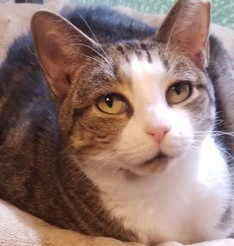 Maya, Adoptable, Adult Female Domestic Short Hair.