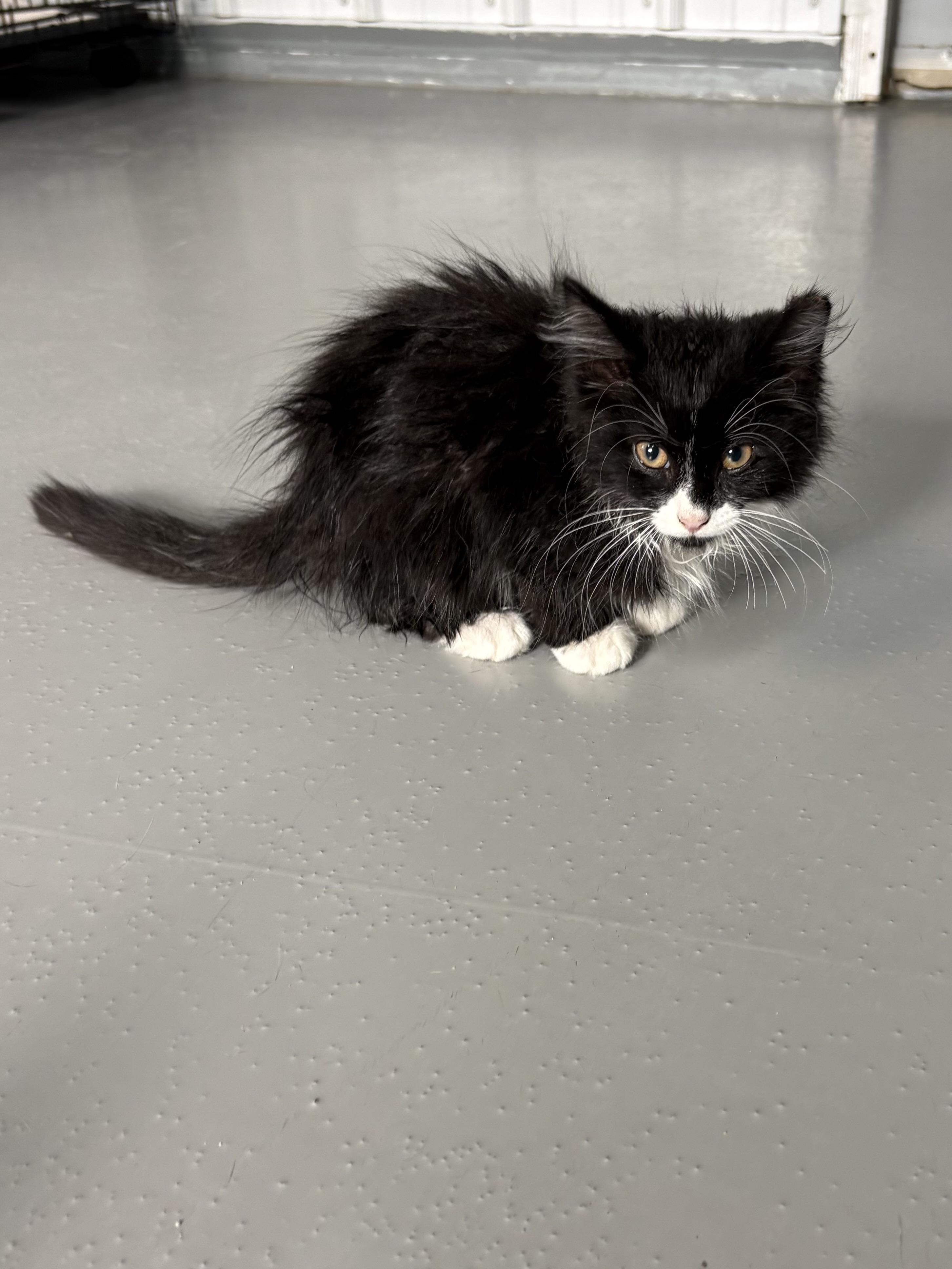 Lime, ADOPTABLE, Kitten Male Domestic Medium Hair.