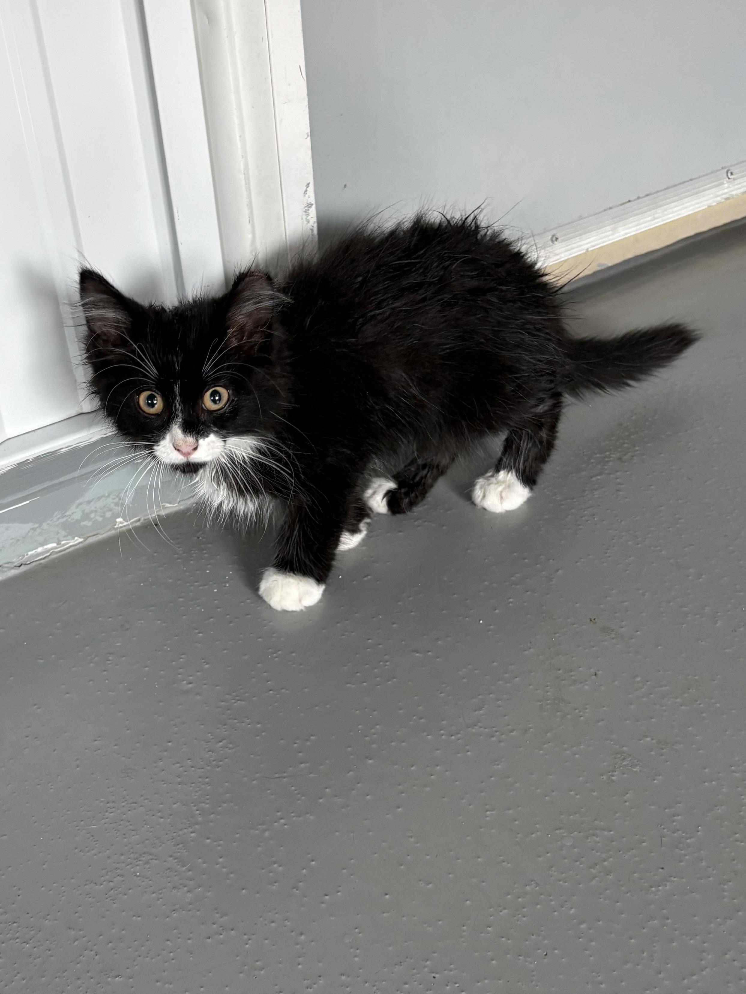 Enlarge Lime, a ADOPTABLE Domestic Medium Hair in Big Rapids, MI image 3/3