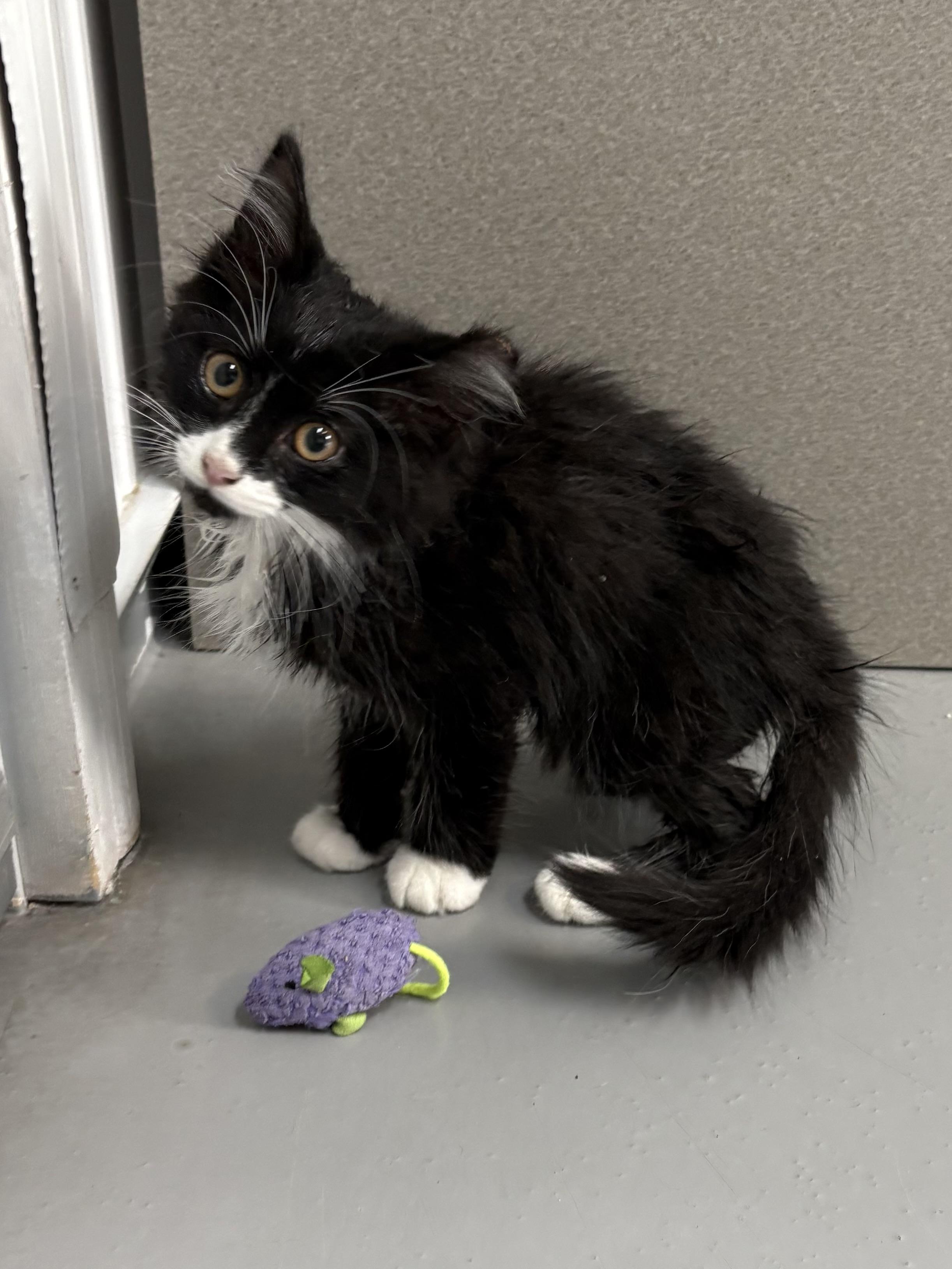 Enlarge Lime, a ADOPTABLE Domestic Medium Hair in Big Rapids, MI image 2/3