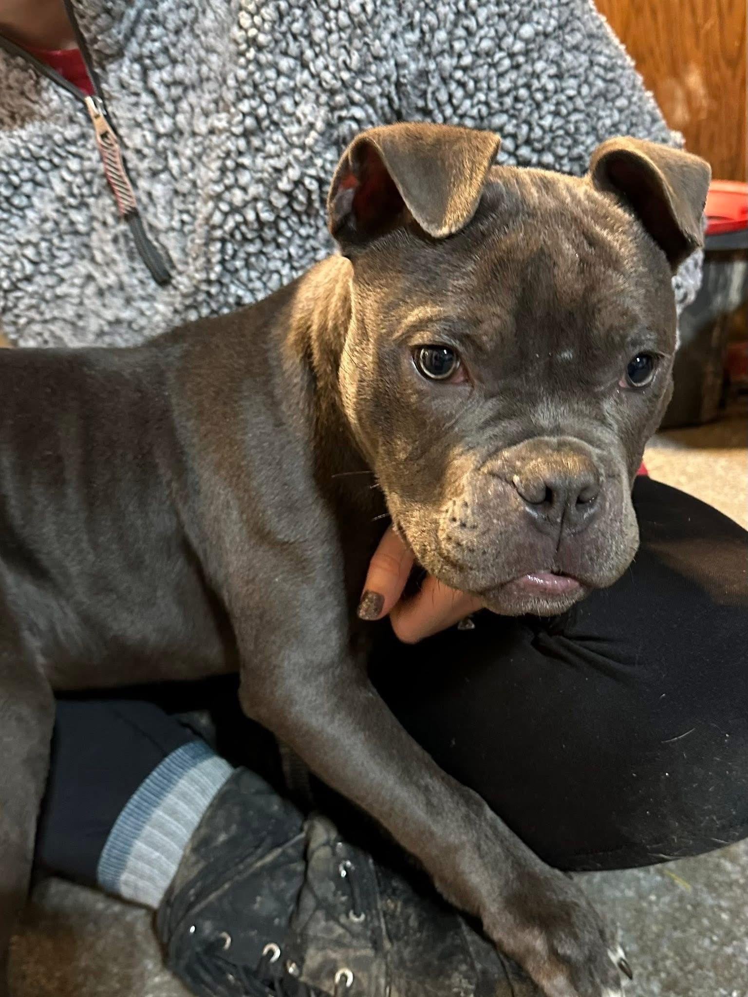 Enlarge Boots, an adopted mixed breed in INDIANAPOLIS, IN image 6/6