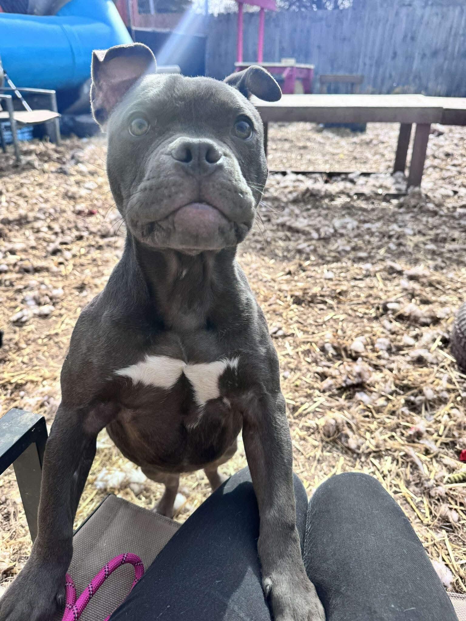 Enlarge Boots, an adopted mixed breed in INDIANAPOLIS, IN image 2/6