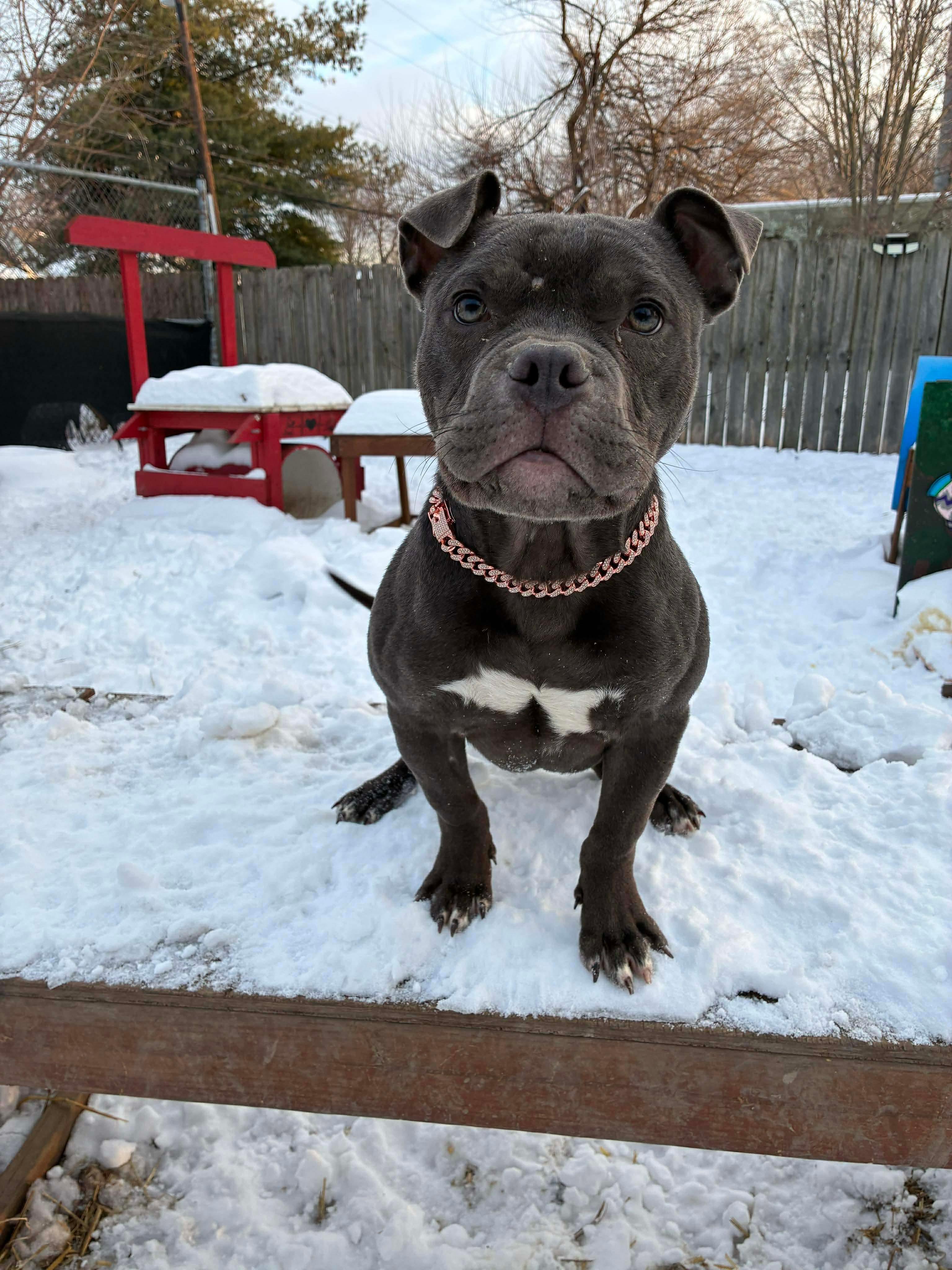 Boots, adopted, Puppy Male French Bulldog & American Bully.