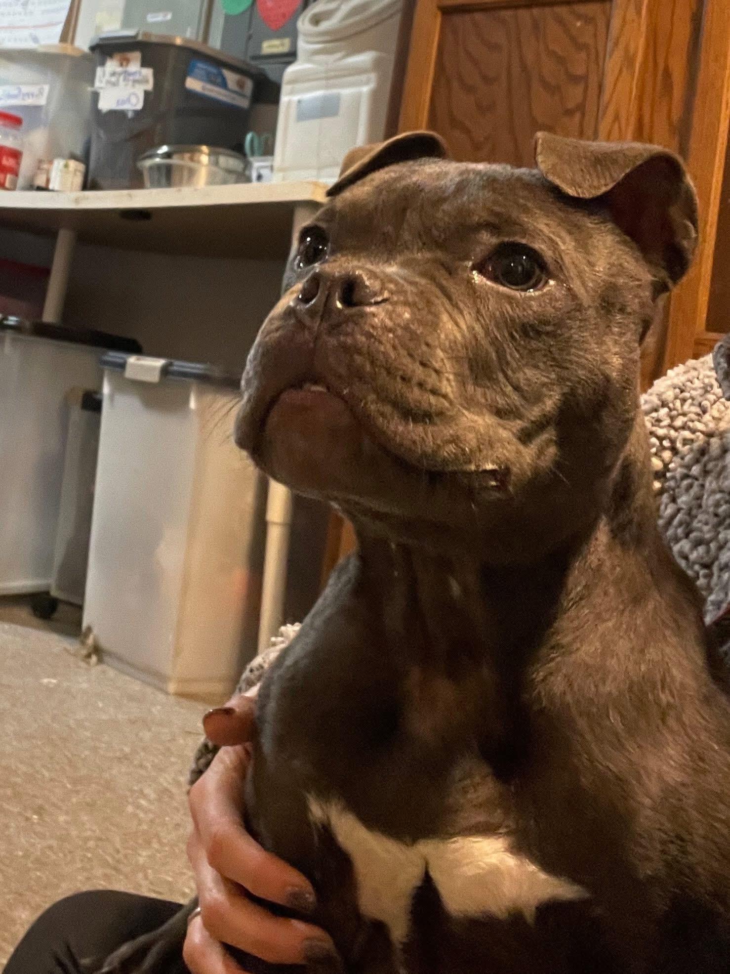 Enlarge Boots, an adopted mixed breed in INDIANAPOLIS, IN image 5/6