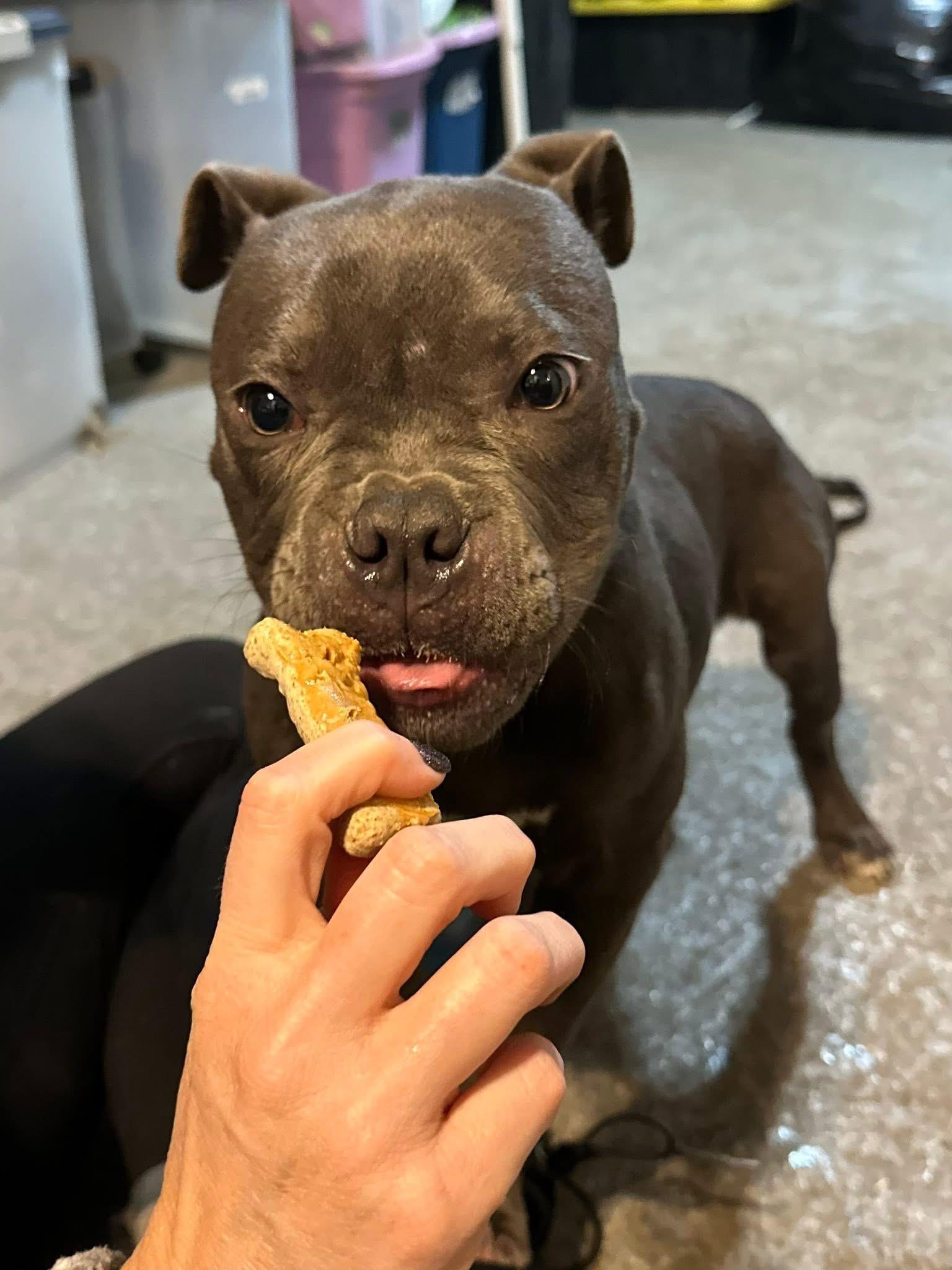 Enlarge Boots, an adopted mixed breed in INDIANAPOLIS, IN image 4/6