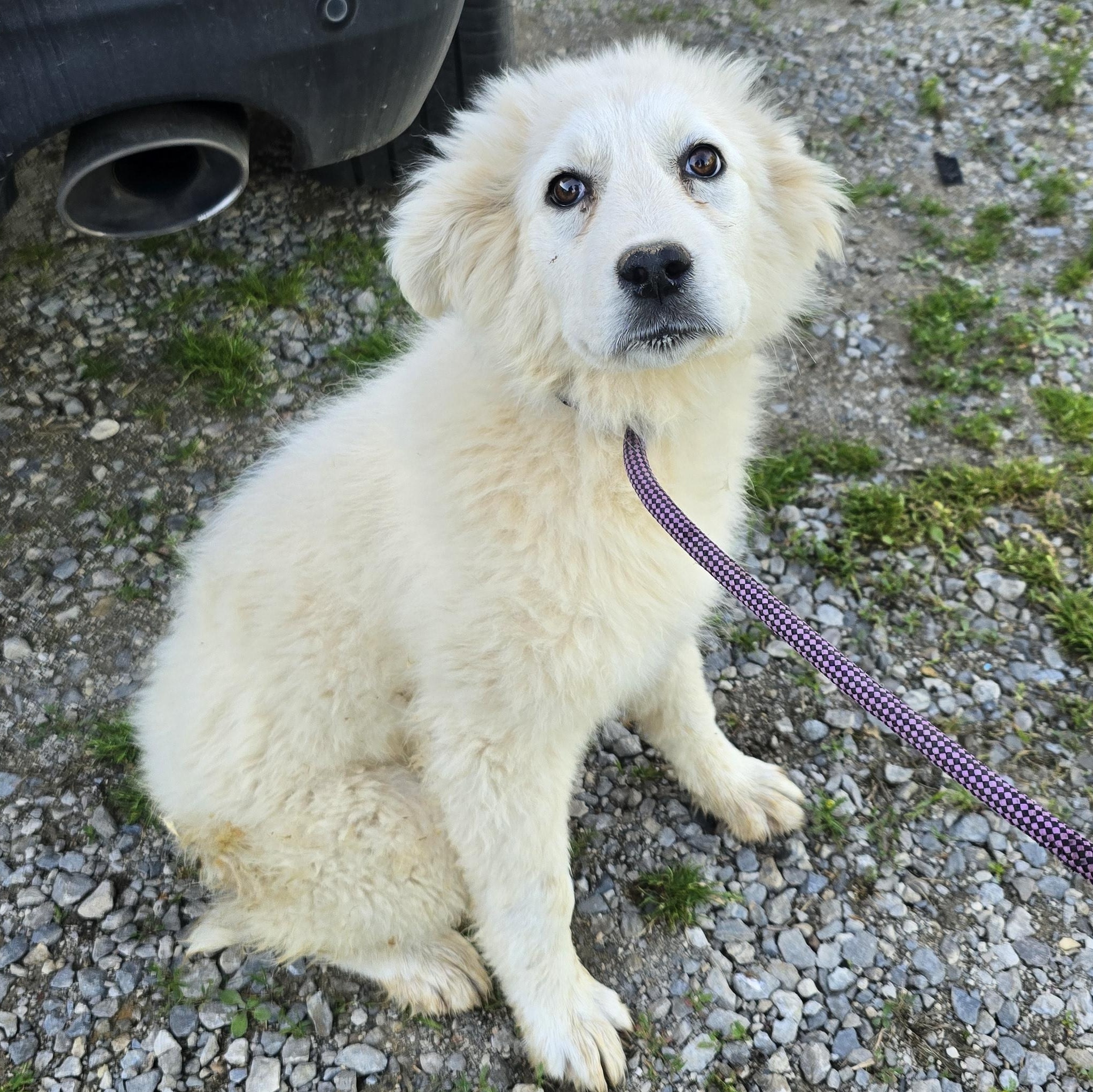 Enlarge Cloud, a ADOPTABLE Great Pyrenees in Zaleski, OH image 1/1