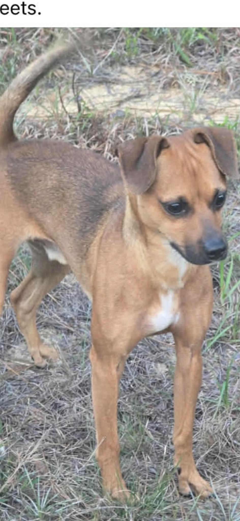 Enlarge Bandit, a Adoptable mixed breed in Panama City, FL image 1/1