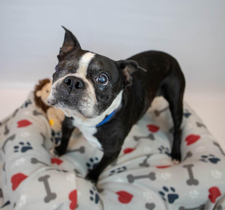 Tony, a Adoptable Boston Terrier in Kennesaw, GA image 2/6