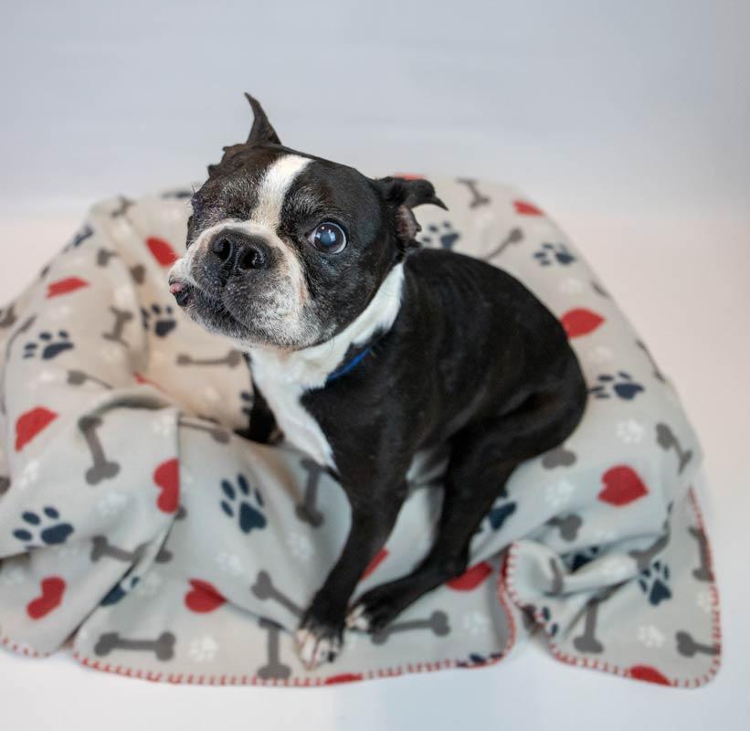 Tony, a Adoptable Boston Terrier in Kennesaw, GA image 3/6