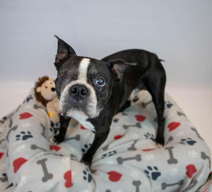 Tony, a Adoptable Boston Terrier in Kennesaw, GA image 4/6