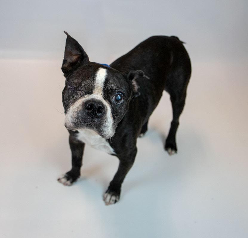 Tony, a Adoptable Boston Terrier in Kennesaw, GA image 6/6