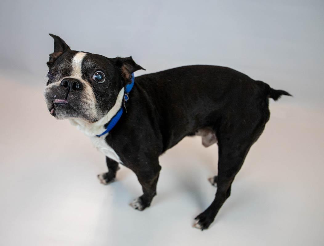 Tony, a Adoptable Boston Terrier in Kennesaw, GA image 5/6