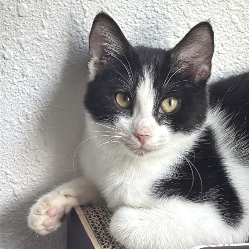 Enlarge Carmelo (FeLV Positive), a Adoptable Domestic Short Hair in Poughkeepsie, NY image 4/5