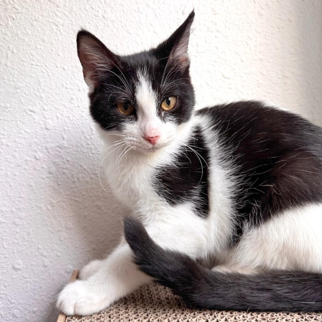 Enlarge Carmelo (FeLV Positive), a Adoptable Domestic Short Hair in Poughkeepsie, NY image 3/5
