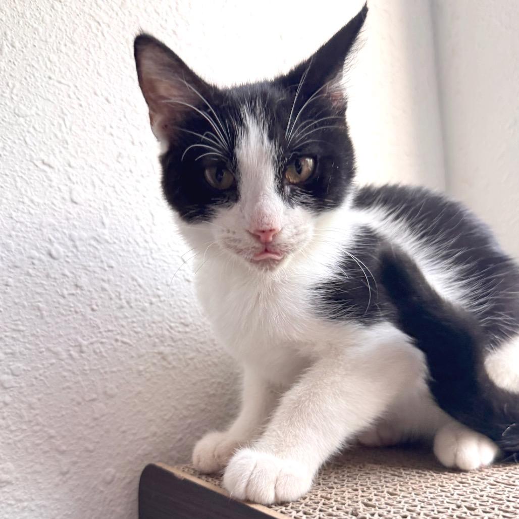 Enlarge Carmelo (FeLV Positive), a Adoptable Domestic Short Hair in Poughkeepsie, NY image 5/5