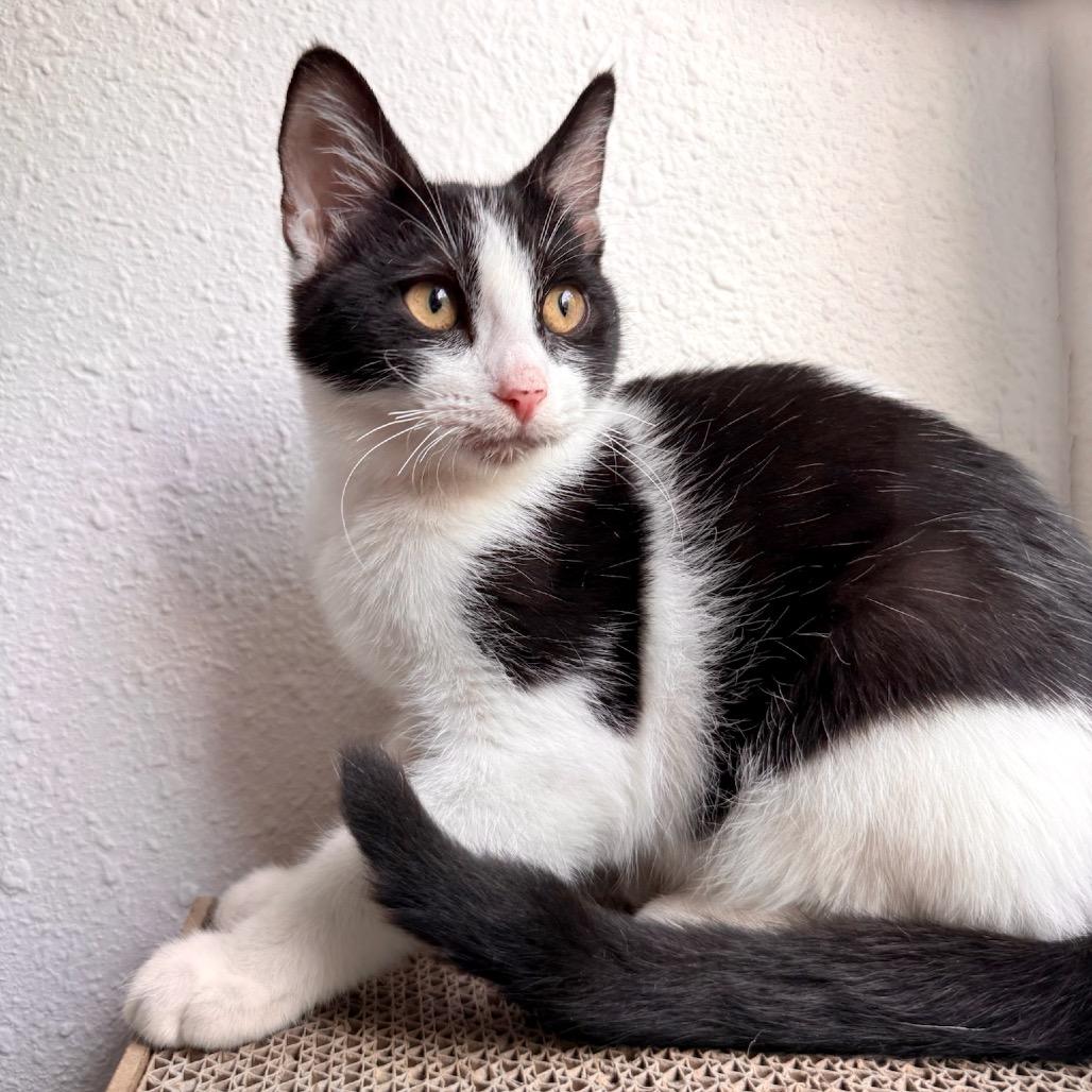 Carmelo (FeLV Positive), Adoptable, Young Male Domestic Short Hair.