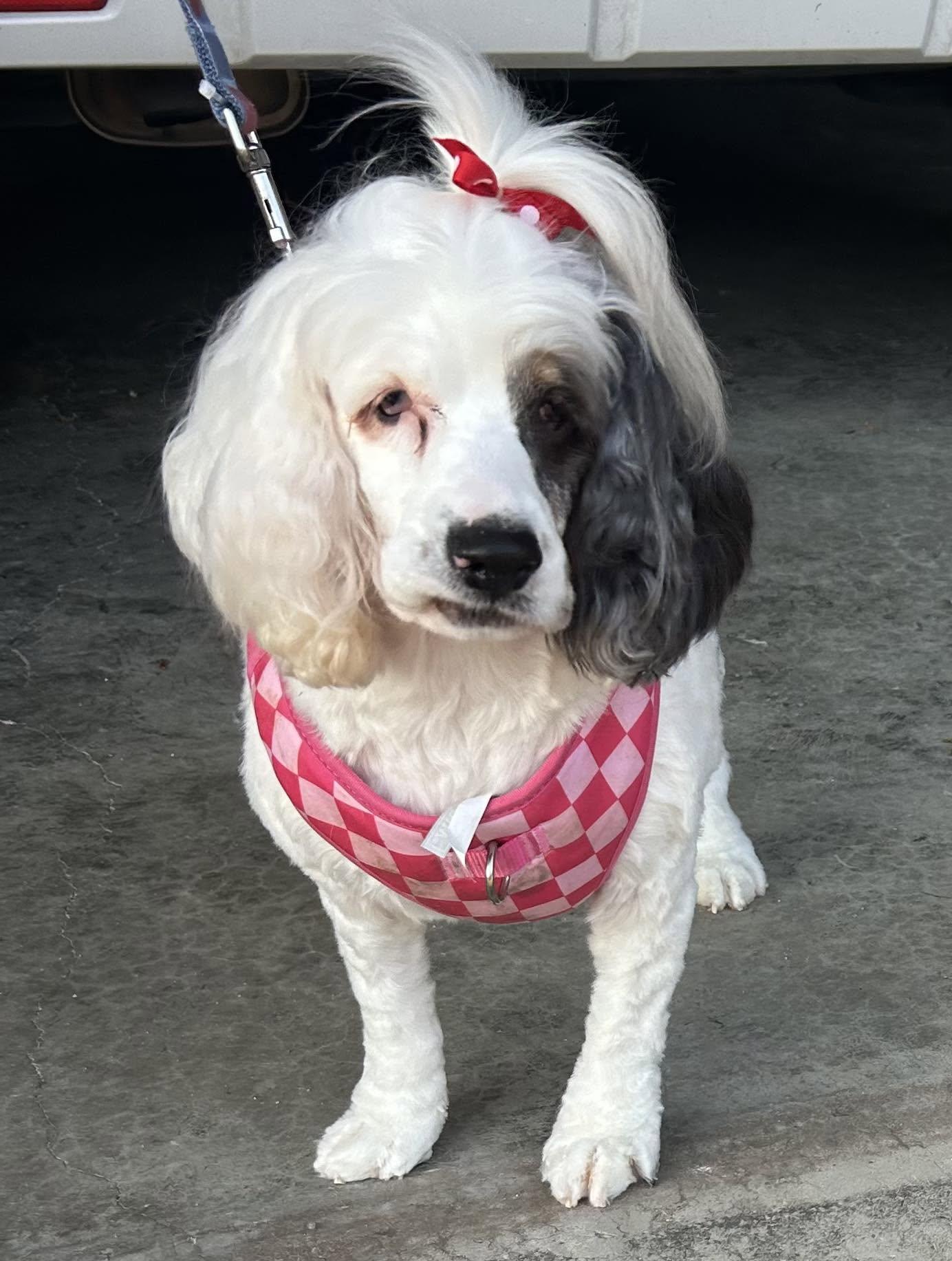 Cruella, ADOPTABLE, Adult Female Cocker Spaniel.