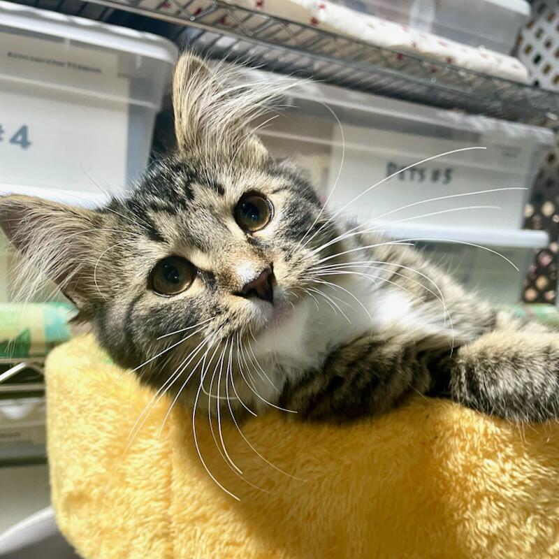 Enlarge Biscuit, a Adopted mixed breed in Benson, MN image 3/3