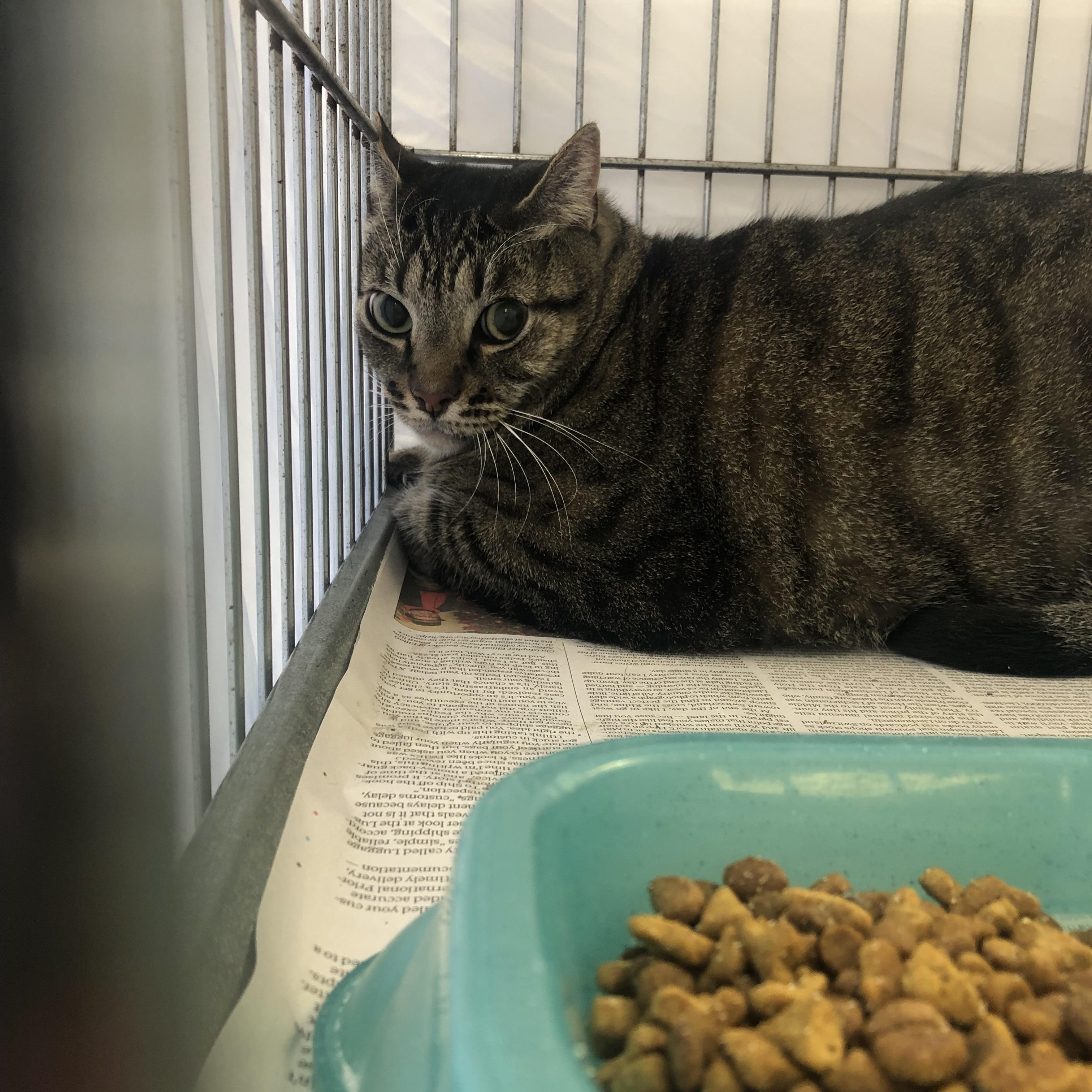 Enlarge Liam, a ADOPTABLE Domestic Short Hair in Parma, OH image 1/1