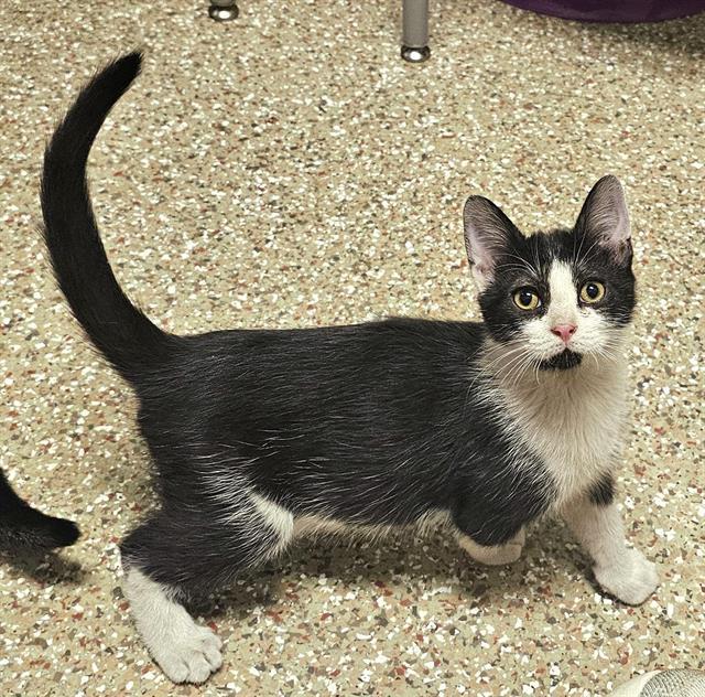 GIZMO, Adoptable, Kitten Male Domestic Short Hair.