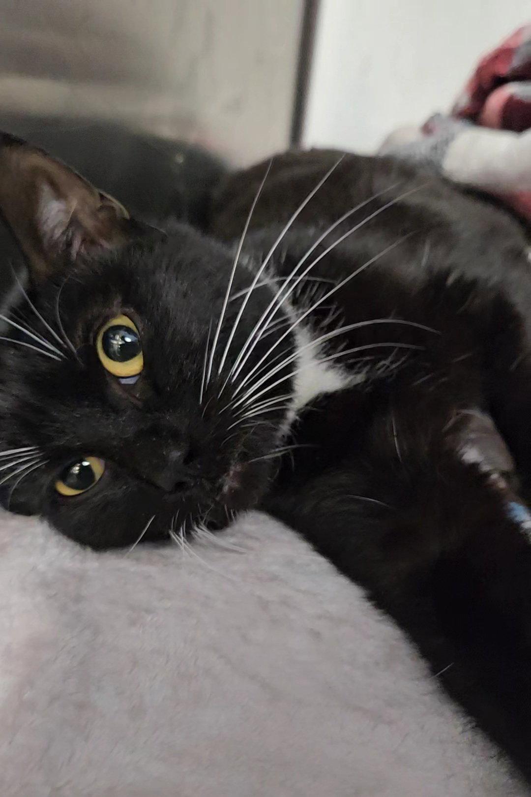 Enlarge *Smoke, a Adoptable Domestic Short Hair in Forest, VA image 2/3