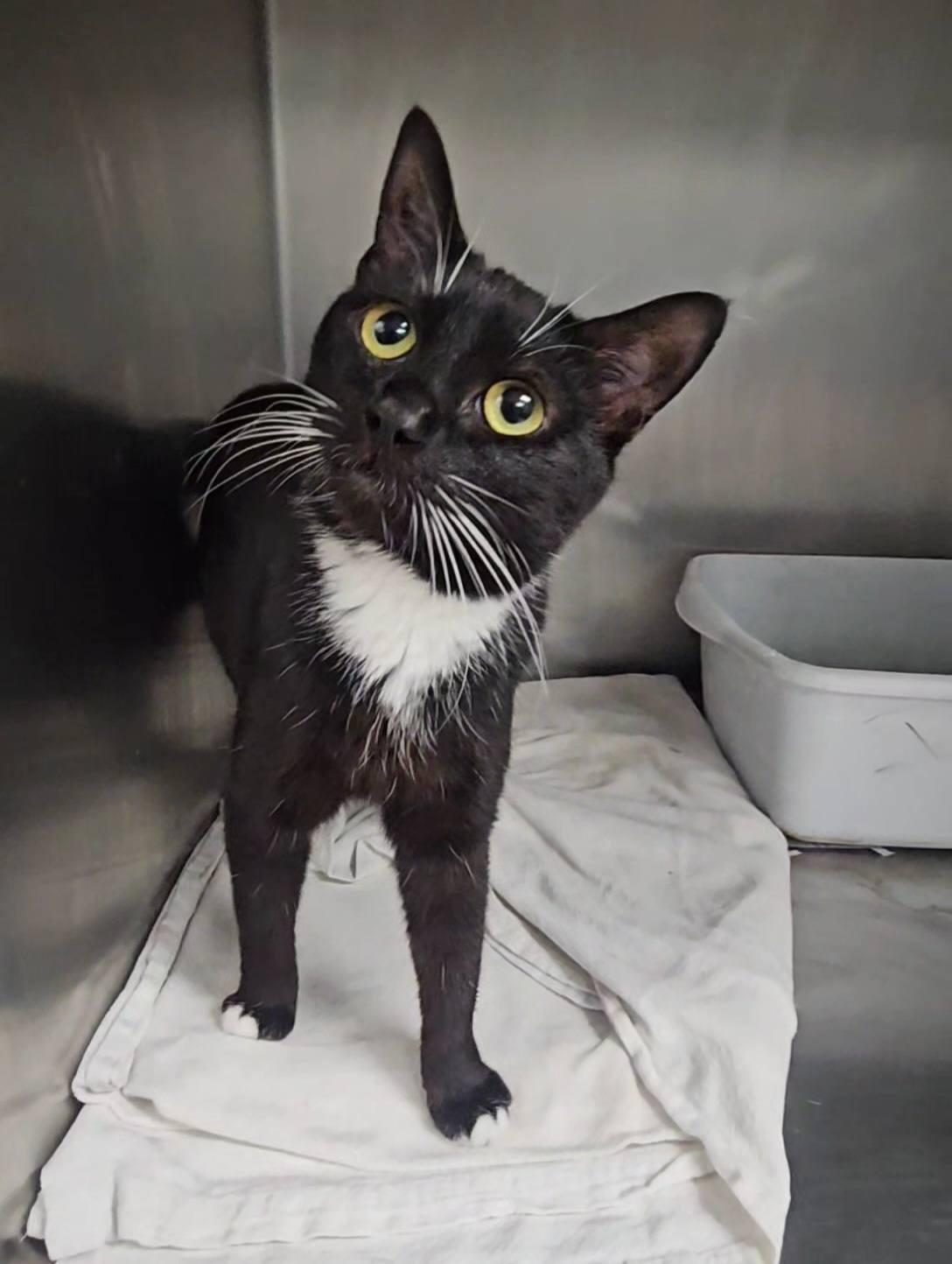 Enlarge *Smoke, a Adoptable Domestic Short Hair in Forest, VA image 3/3
