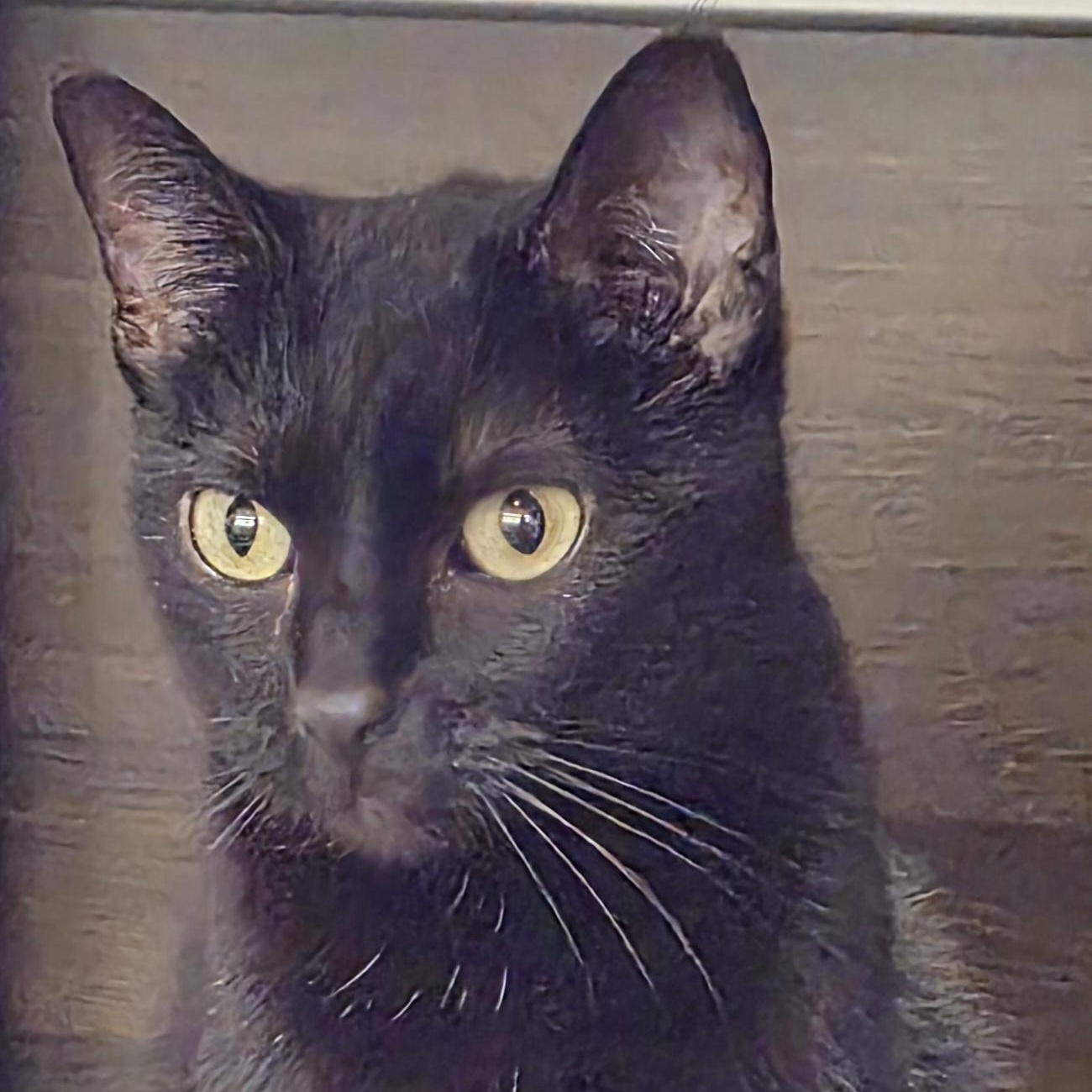 Enlarge Penelope "Nelly", an adopted Domestic Short Hair in Belleville, IL image 2/3