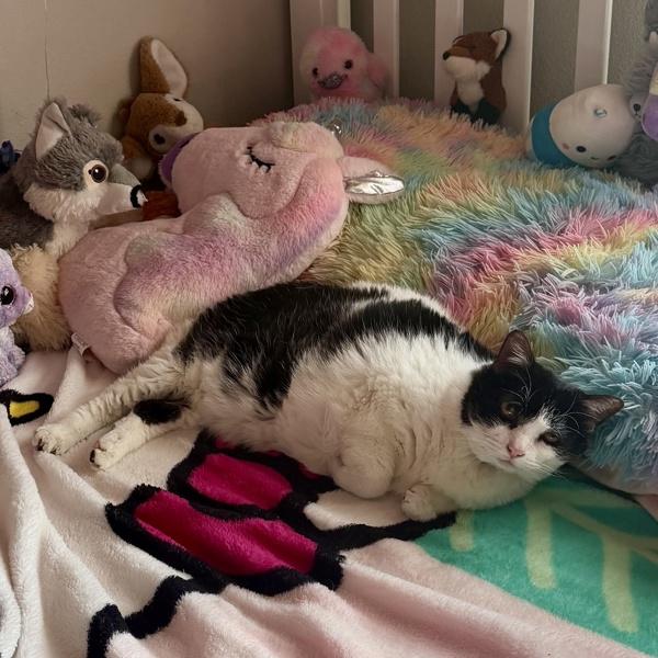 Frannie - In Foster, Adoptable, Senior Female Domestic Short Hair.