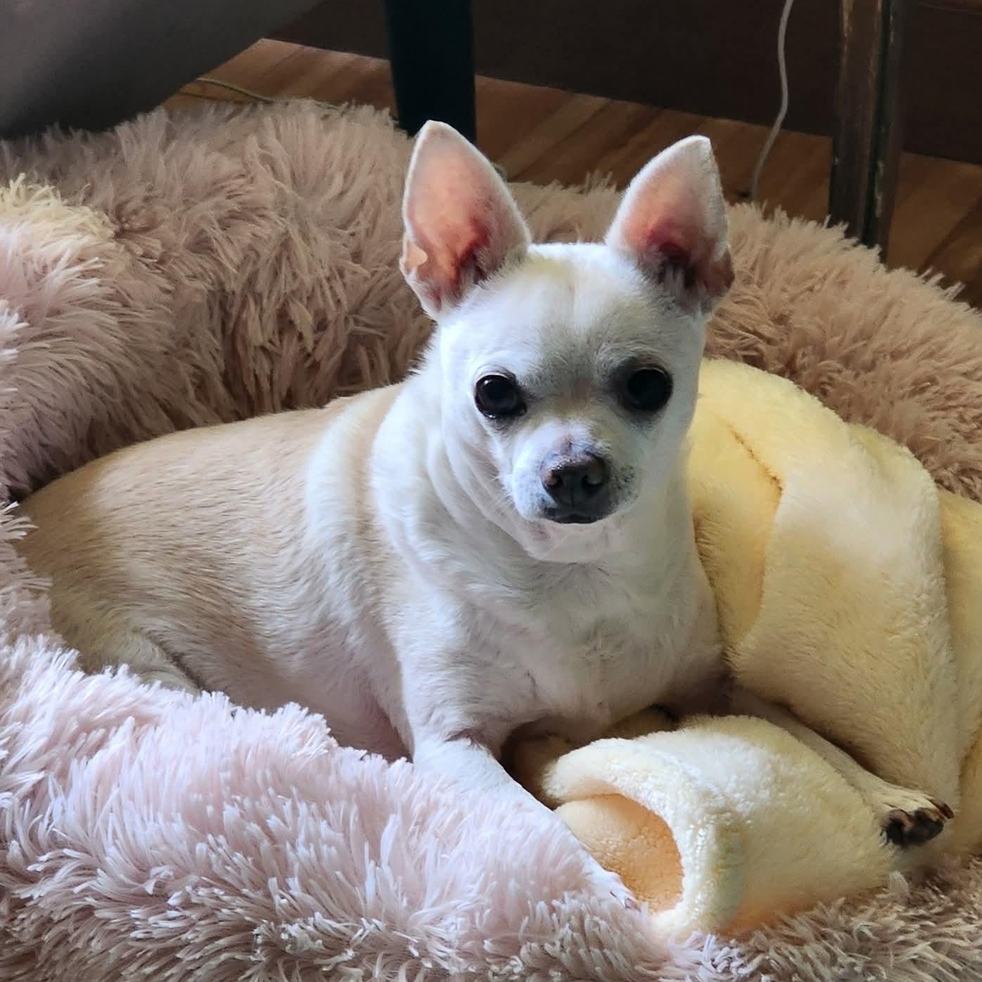 Maeve , ADOPTABLE, Senior Female Chihuahua.