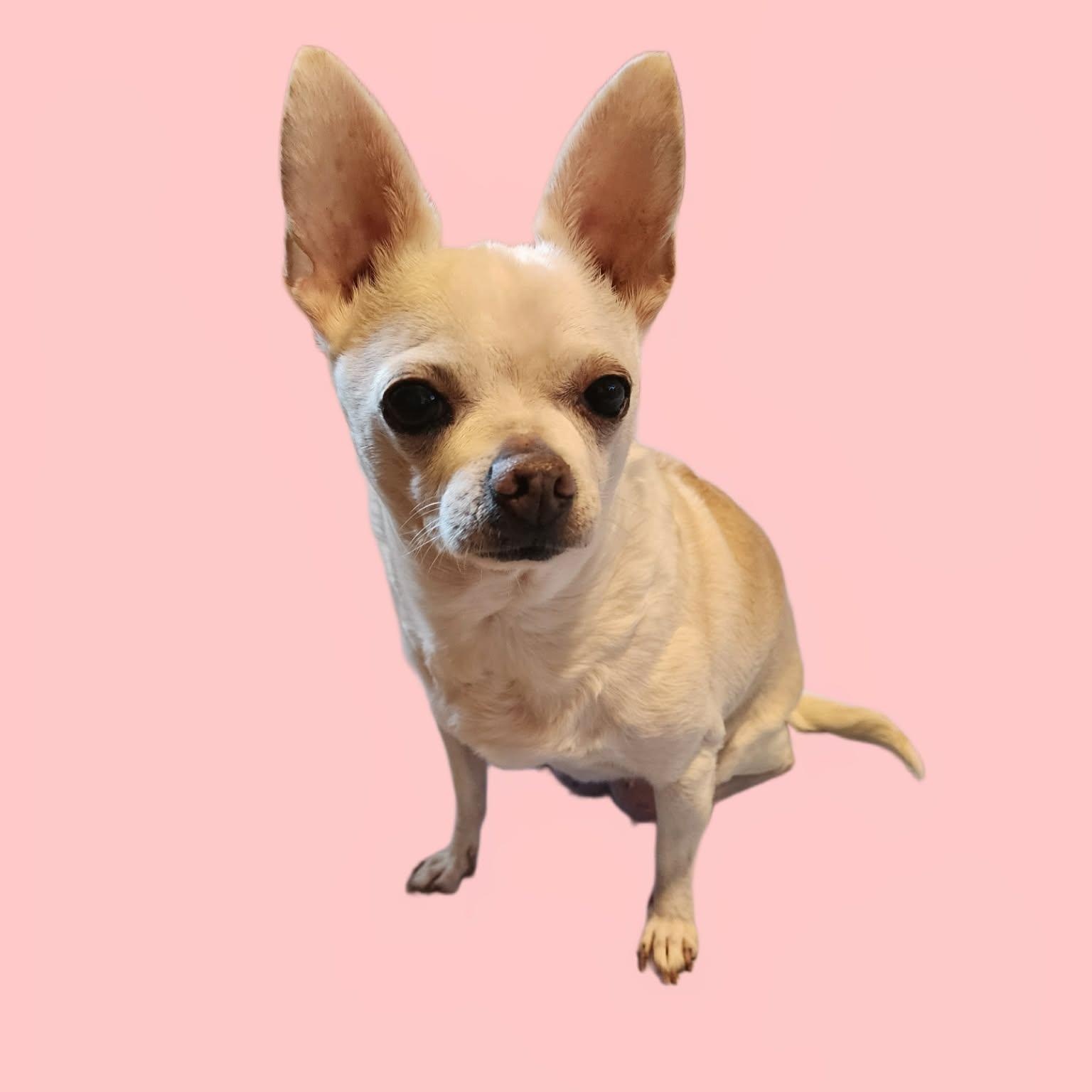 Enlarge Maeve , a ADOPTABLE Chihuahua in East Peoria, IL image 2/2