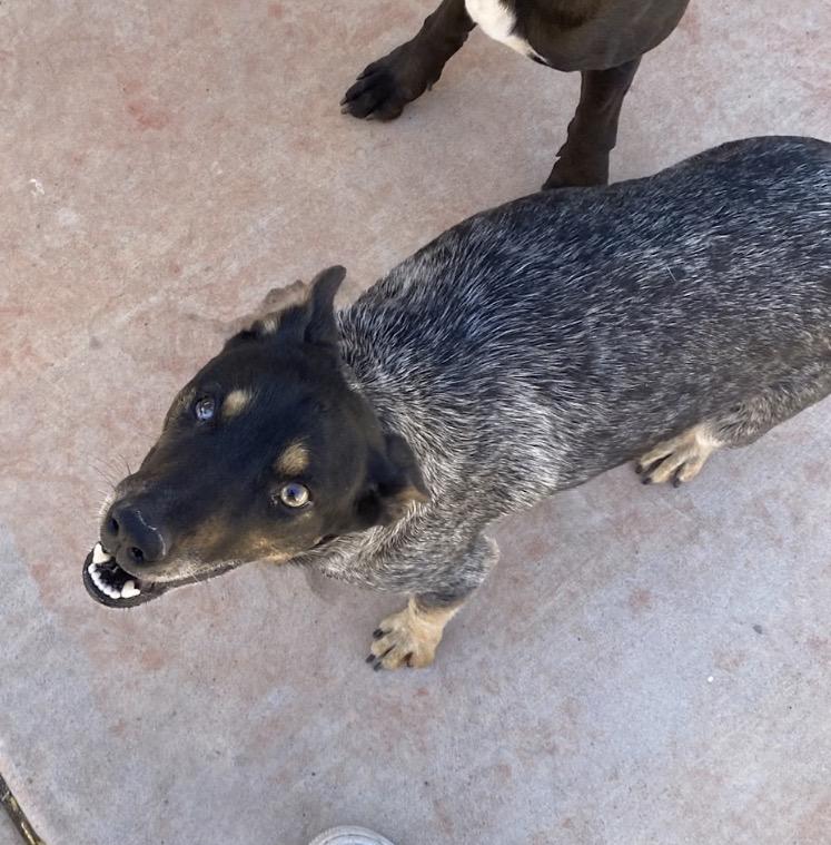 Connie, Adoptable, Adult Female Australian Cattle Dog / Blue Heeler.