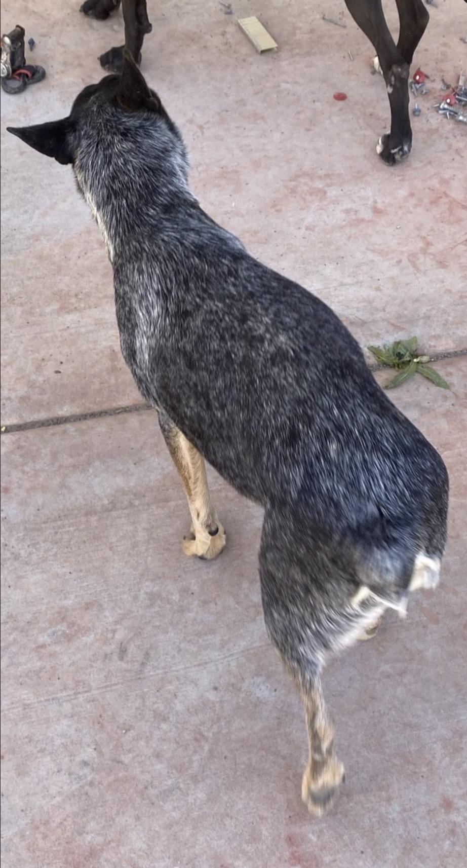 Enlarge Connie, a Adoptable Australian Cattle Dog / Blue Heeler in Casa Grande, AZ image 2/2