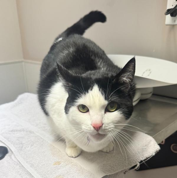 Enlarge Tillie, a Adoptable mixed breed in Oakland, CA image 2/2