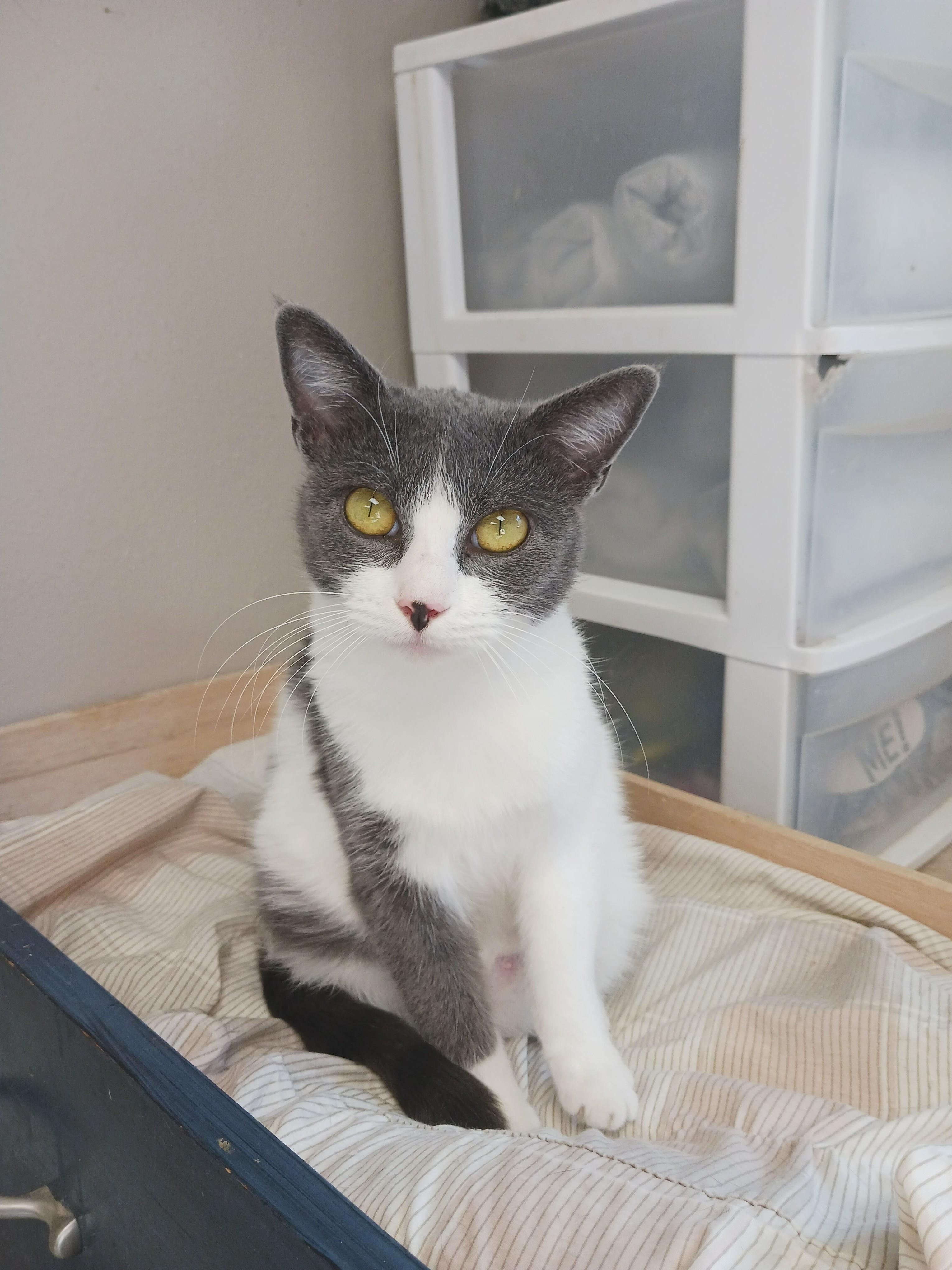 Enlarge Misti, an adopted Domestic Short Hair in Hot Springs, AR image 1/1