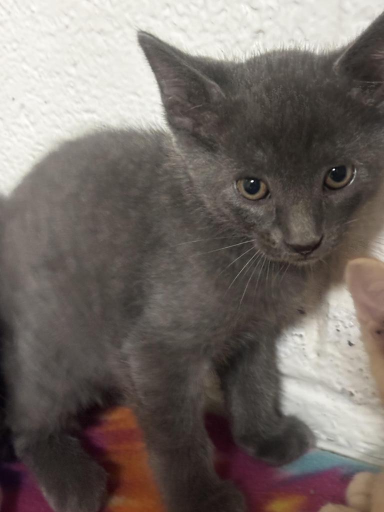 Lenny, Adopted, Young Male Domestic Short Hair.
