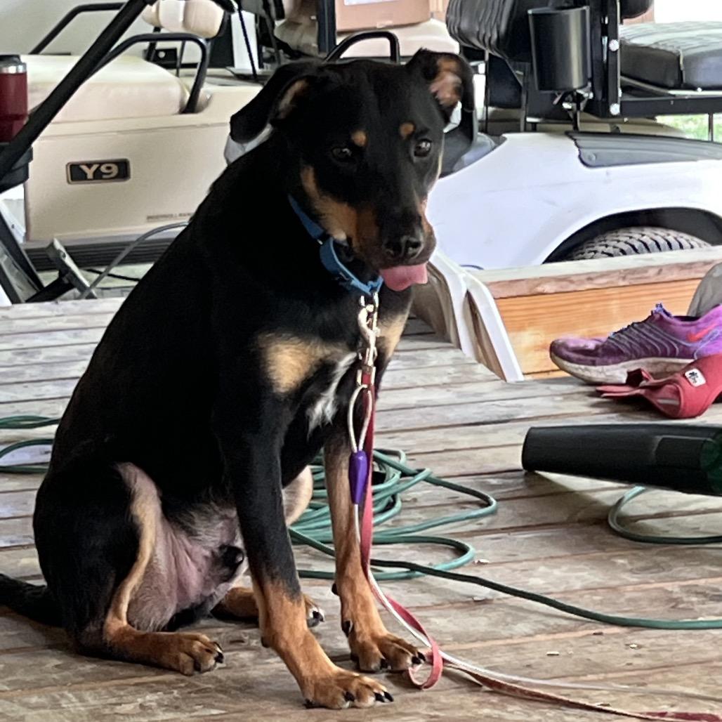 Poe, Adoptable, Adult Male German Pinscher.