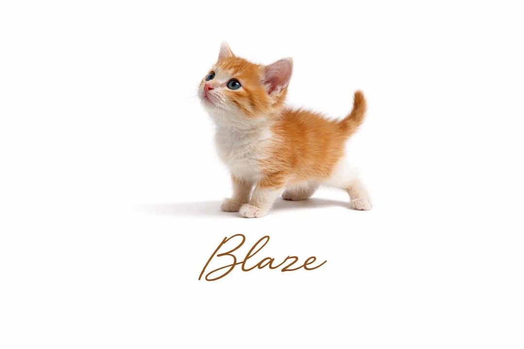 Blaze, adopted, Kitten Male Tabby.