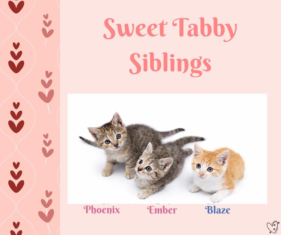 Enlarge Blaze, an adopted Tabby in Trophy Club, TX image 6/6