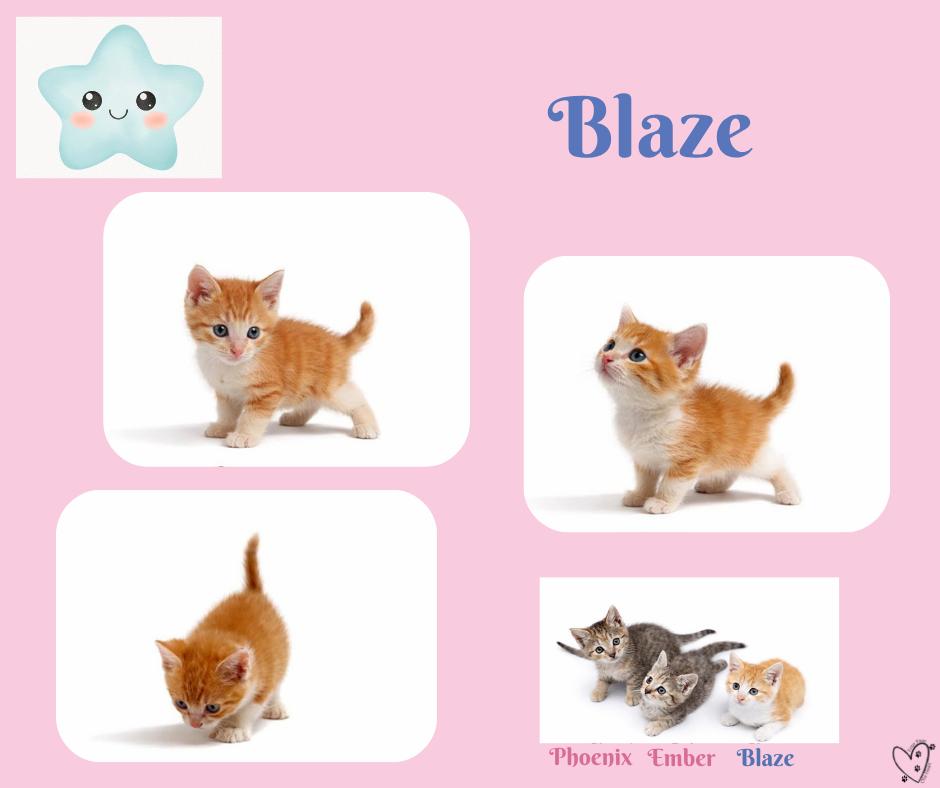 Enlarge Blaze, an adopted Tabby in Trophy Club, TX image 4/6