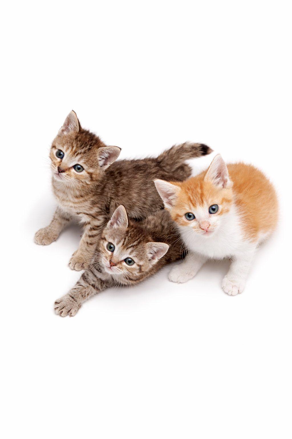 Enlarge Blaze, an adopted Tabby in Trophy Club, TX image 5/6