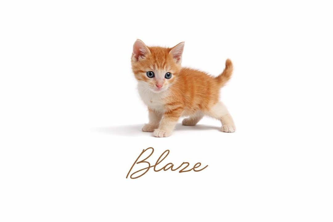 Enlarge Blaze, an adopted Tabby in Trophy Club, TX image 3/6