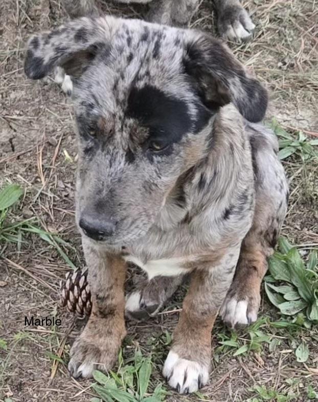 Enlarge Marble, a ADOPTABLE mixed breed in Rome, GA image 1/2
