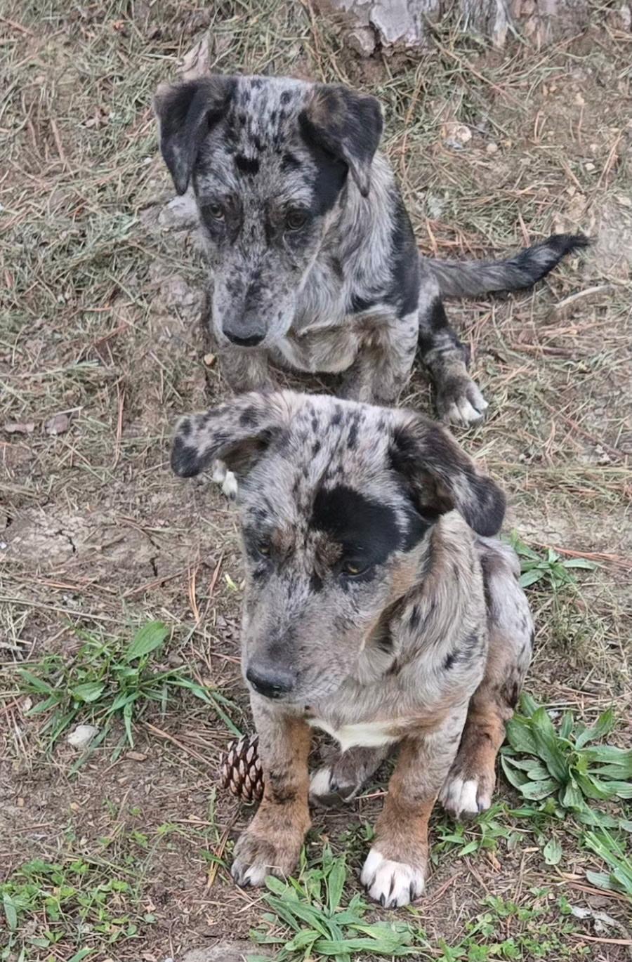 Enlarge Marble, a ADOPTABLE mixed breed in Rome, GA image 2/2