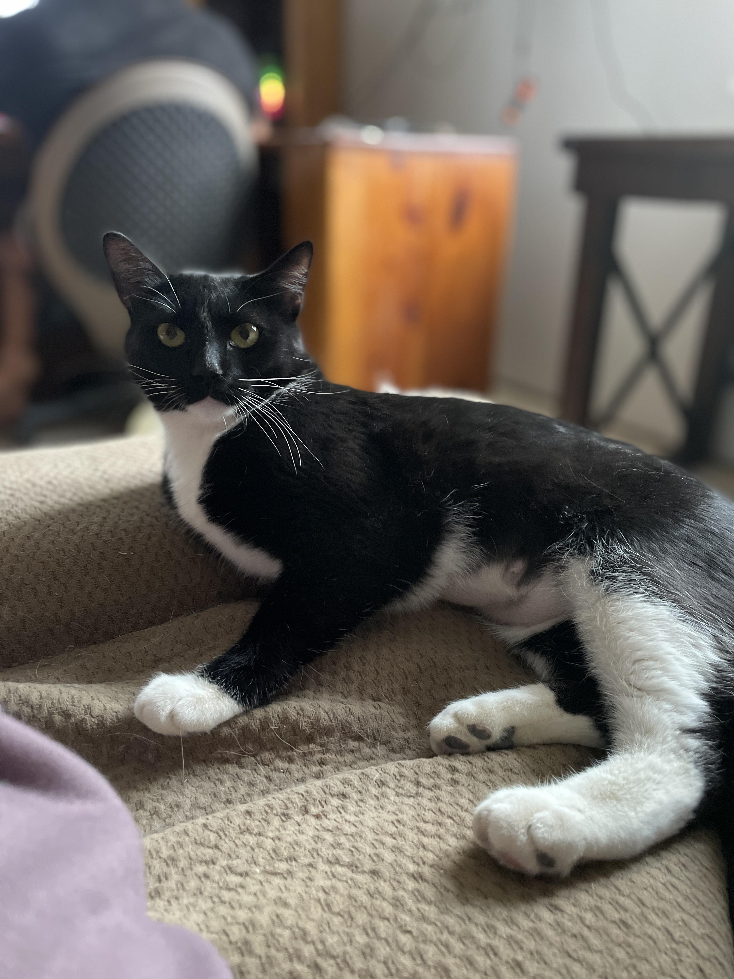 Enlarge Olive, a Adoptable Domestic Medium Hair in Corrales, NM image 2/2