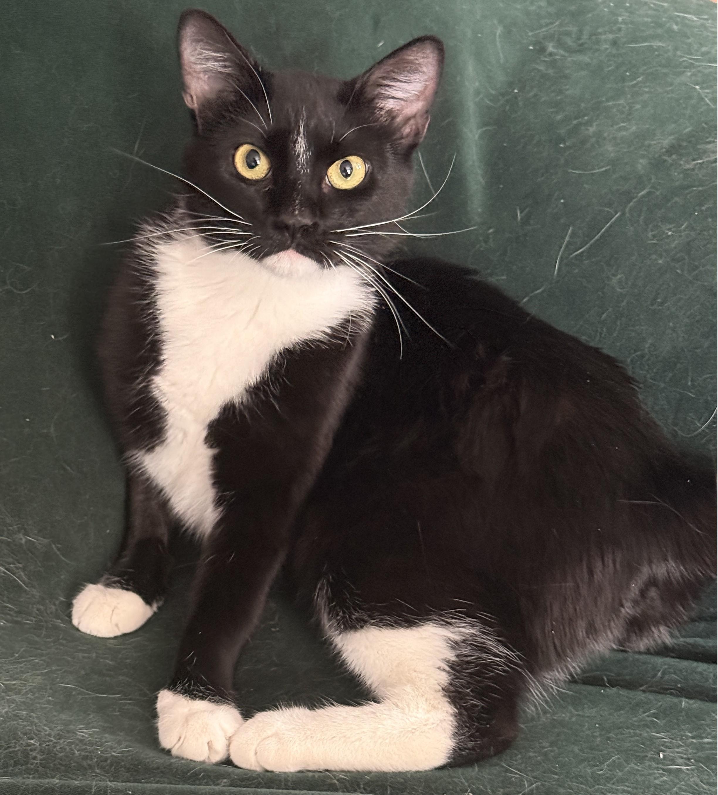 Enlarge Olive, a ADOPTABLE Domestic Medium Hair in Corrales, NM image 1/1