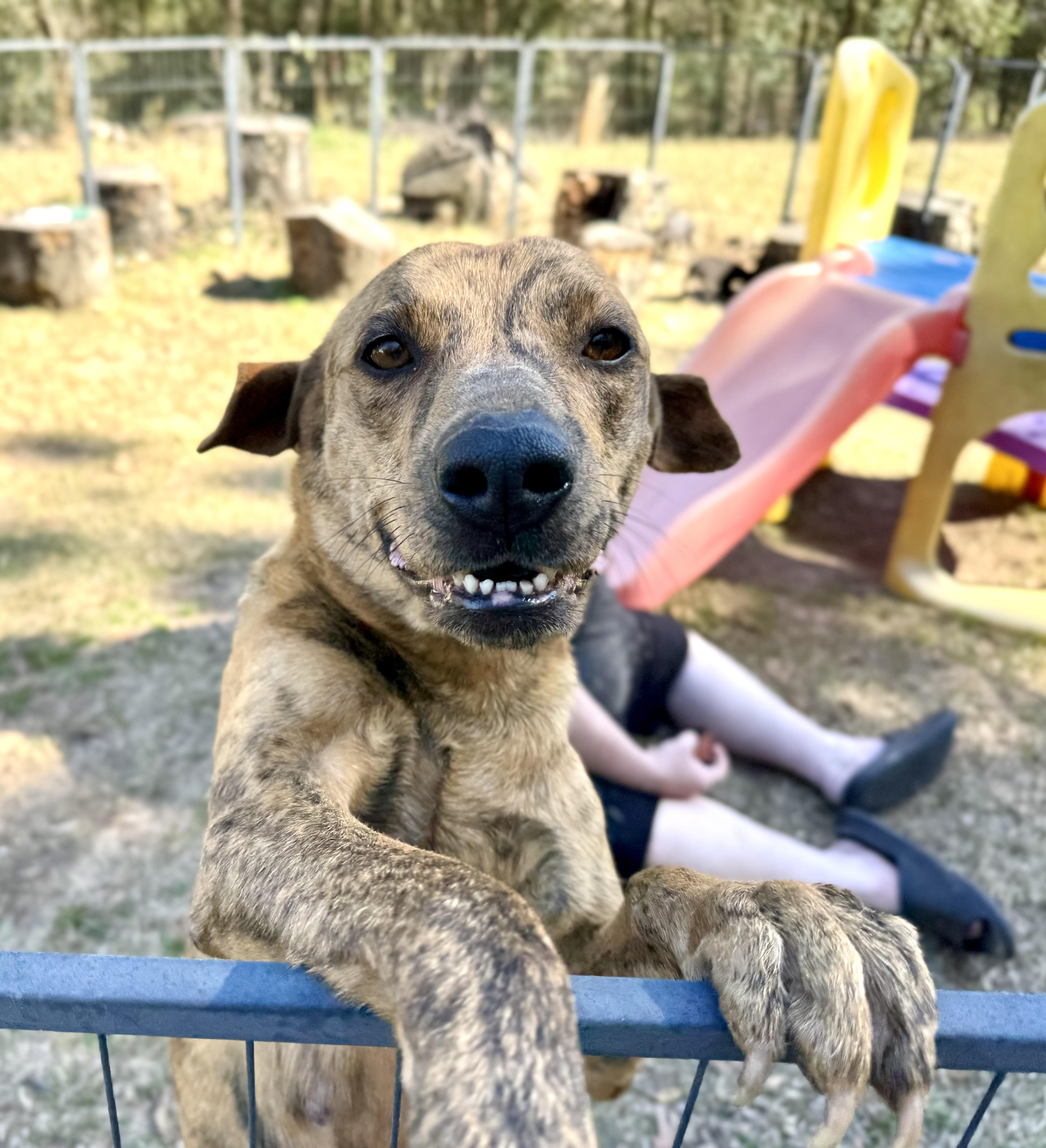 MAPLE, Adult Female Mountain Dog