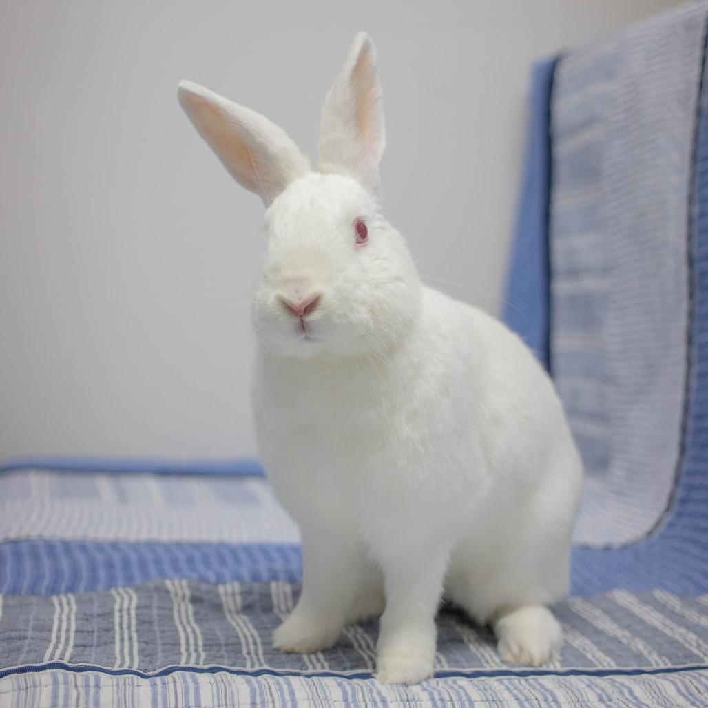 Casper, a Adoptable Florida White in San Diego, CA image 1/6